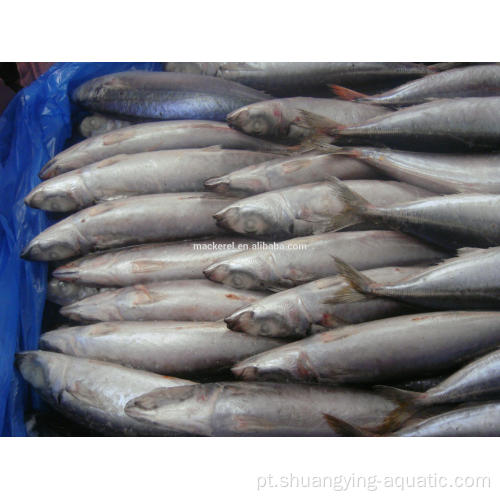Frozen BQF Pacific Mackerel Tamanho 100-200G 200-300G 10kg